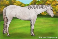 Horse Color:Chestnut Appaloosa 
