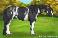 Horse Color:White Spotted Black