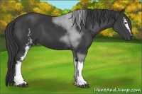 Horse Color:White Spotted Black Sabino