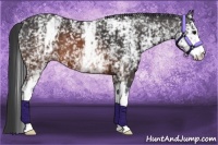 Horse Color:White Spotted Brown 