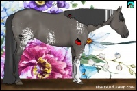 Horse Color:White Spotted Grullo Sabino