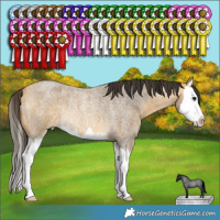 Horse Color:Buckskin Roan Splash Rabicano 