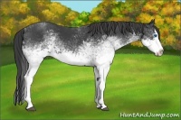Horse Color:White Spotted Smoky Black Splash 