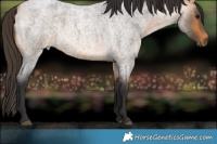 Horse Color:Buckskin Roan