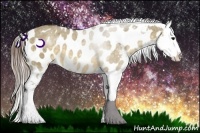 Horse Color:Buckskin Dun Appaloosa