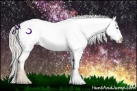 Horse Color:Cremello Appaloosa 