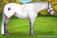 Horse Color:Brown Ice Frame Snowcap Rabicano