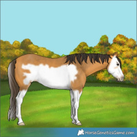 Horse Color:Buckskin Splash Frame