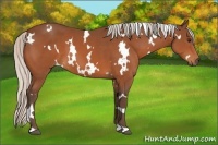 Horse Color:White Spotted Silver Bay 