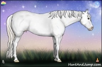Horse Color:Chocolate Palomino Splash Near Leopard 