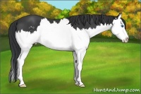 Horse Color:Black Sabino Splash