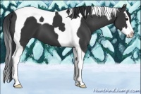Horse Color:Black Splash Tobiano