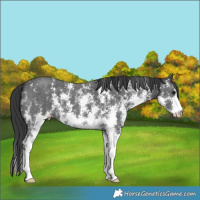 Horse Color:Black Sabino