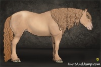 Horse Color:Gold Champagne 