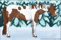 Horse Color:Chestnut Tobiano
