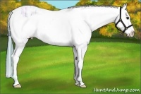 Horse Color:Watercolor Bay Ice Appaloosa 