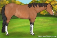 Horse Color:Bay Rabicano 