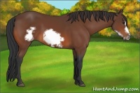 Horse Color:Bay Frame