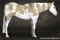 Horse Color:White Spotted Liver Red Dun Splash 