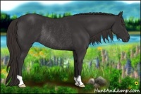 Horse Color:Liver Chestnut Rabicano