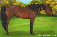 Horse Color:Bay  Brindle