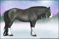 Horse Color:Smoky Black Splash