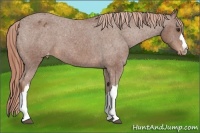 Horse Color:Chestnut Appaloosa