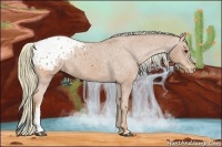 Horse Color:Chestnut Appaloosa