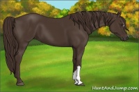 Horse Color:Liver Chestnut