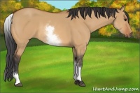 Horse Color:White Spotted Bay Dun 
