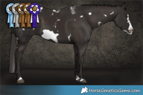 Horse Color:White Spotted Liver Chestnut Splash Frame  Brindle