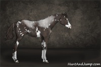 Horse Color:White Spotted Liver Chestnut Splash Frame  Brindle