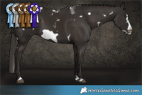 Horse Color:White Spotted Liver Chestnut Splash Frame  Brindle