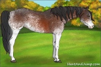 Horse Color:White Spotted Bay 
