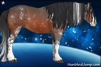 Horse Color:White Spotted Bay Splash Rabicano