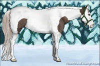 Horse Color:Liver Chestnut Splash Tobiano Rabicano 