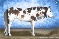 Horse Color:White Spotted Brown Sabino Splash Rabicano 
