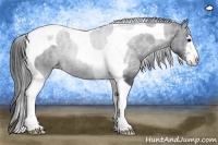 Horse Color:Black Sabino Tobiano Appaloosa