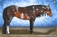 Horse Color:White Spotted Brown 