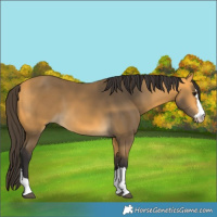 Horse Color:Buckskin 