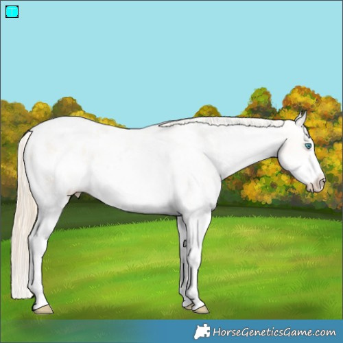 Horse Color:Buckskin Pearl Sabino Appaloosa 
