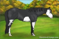 Horse Color:Black Splash Frame 