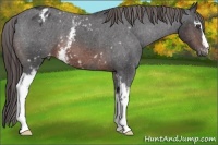 Horse Color:White Spotted Brown Appaloosa 