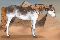 Horse Color:White Spotted Liver Chestnut 