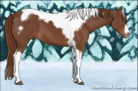 Horse Color:Chestnut Splash Tobiano Frame