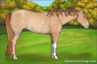 Horse Color:Gold Champagne Rabicano 