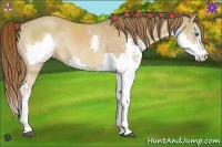 Horse Color:Red Dun Splash 