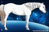 Horse Color:Red Roan Appaloosa 