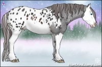 Horse Color:Brown Splash Appaloosa 