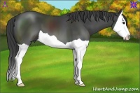 Horse Color:Smoky Black Splash 